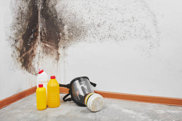 Best Affordable Mold Removal  in USA